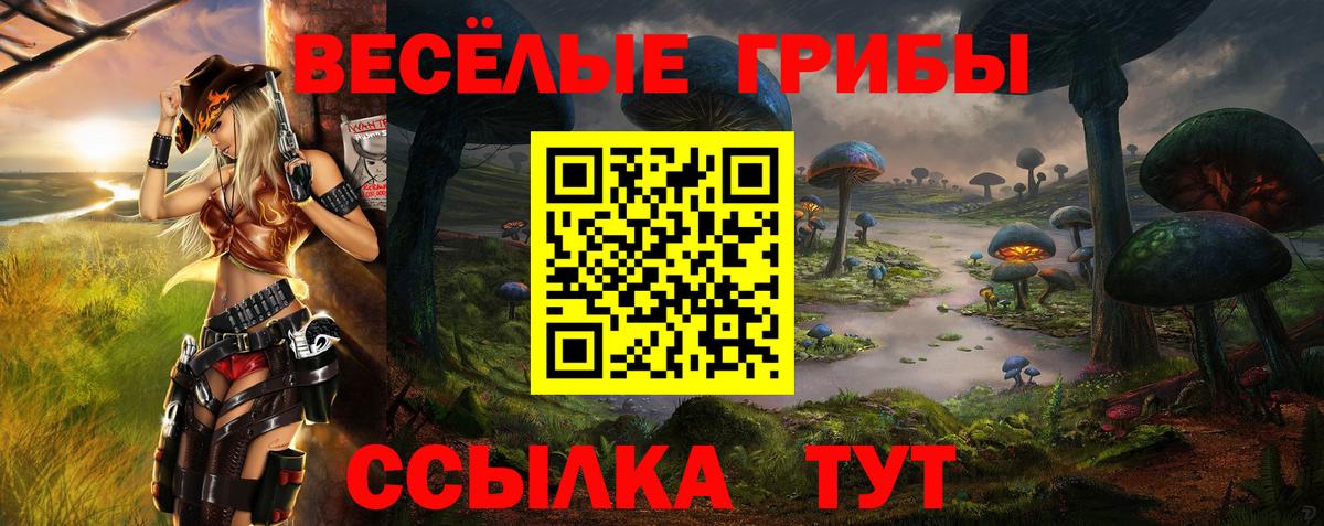 Псилоцибиновые грибы Psilocybe Котлас
